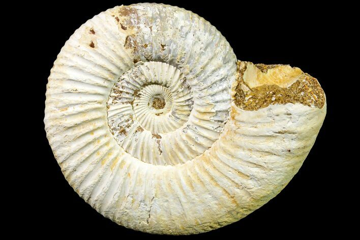 Jurassic Ammonite (Perisphinctes) Fossil - Madagascar #161750